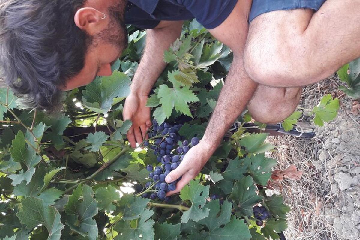 a man is picking grapes from a plant