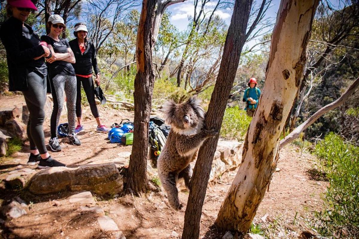 un koala stând între doi copaci pe o potecă