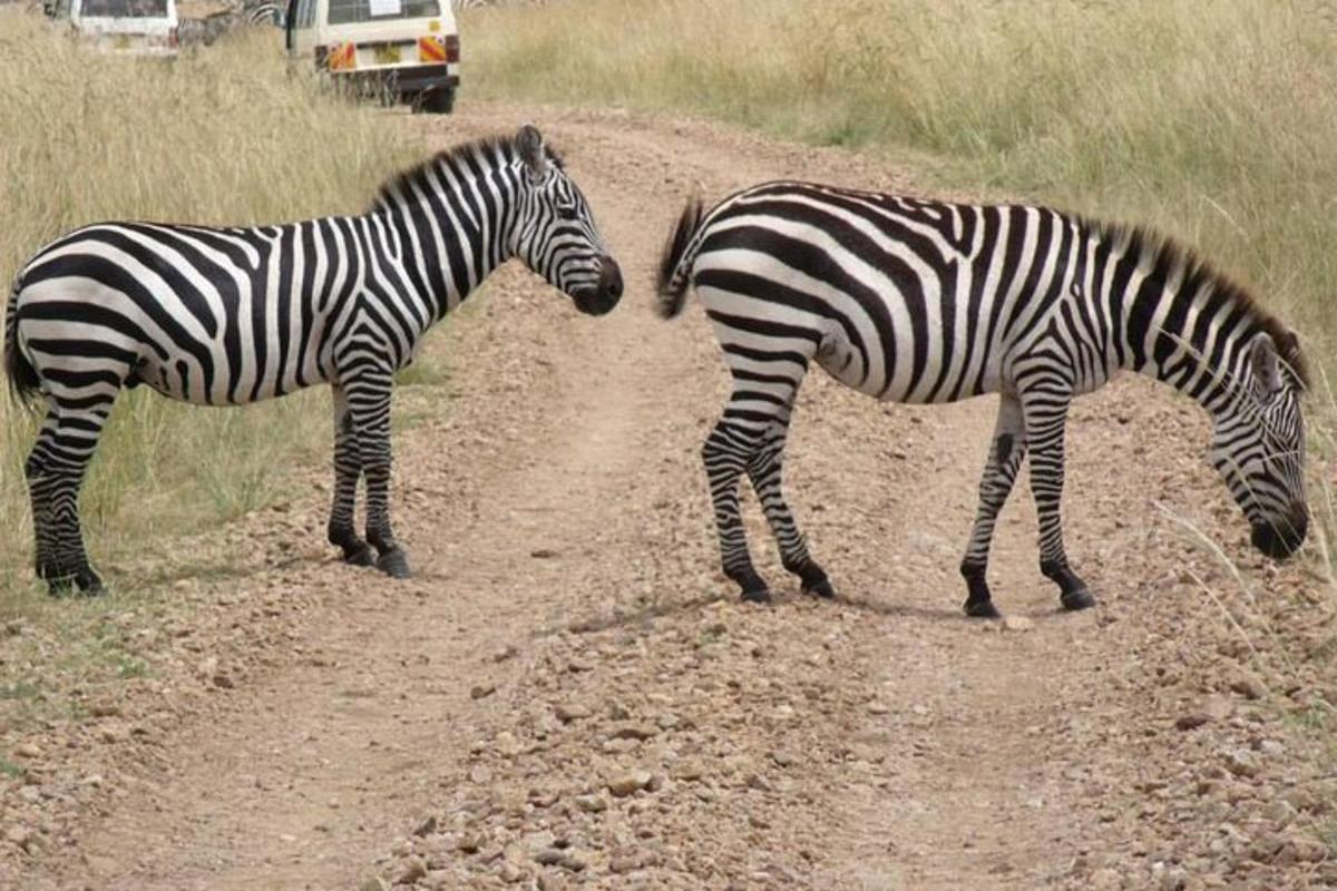 due zebre sono in piedi su una strada sterrata