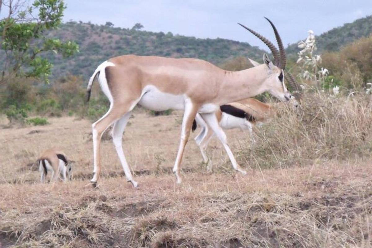una gazzella in piedi in un campo con altri animali