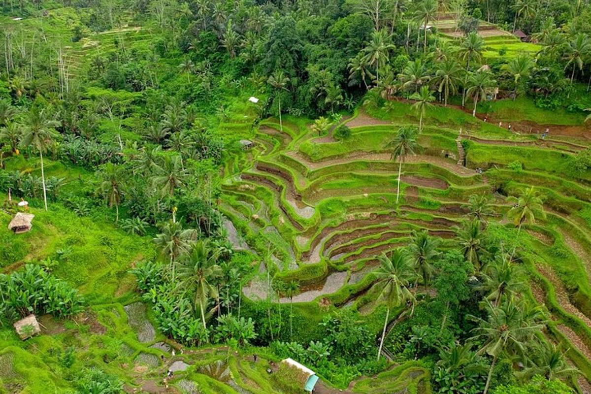 an aerial view of a field with palm trees