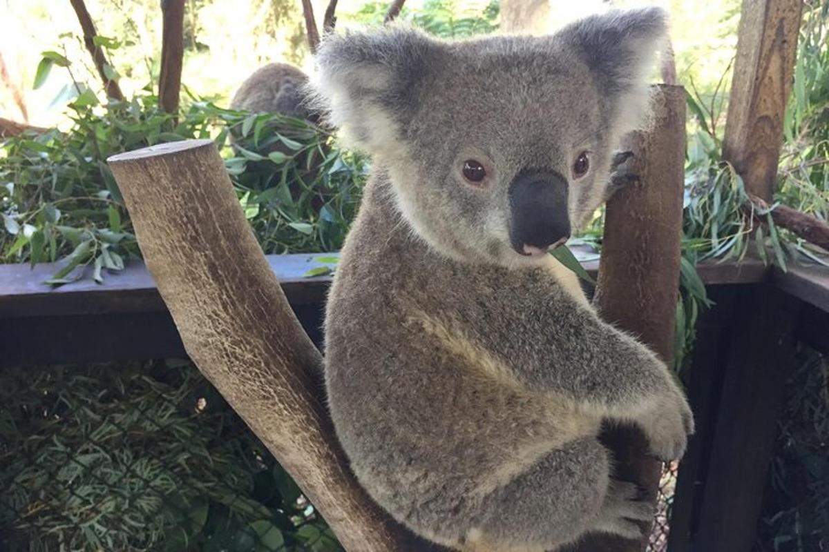 seekor koala duduk di atas dahan pokok