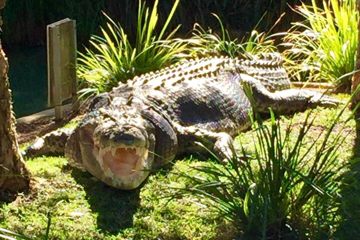 en alligator som ligger på gresset i en hage