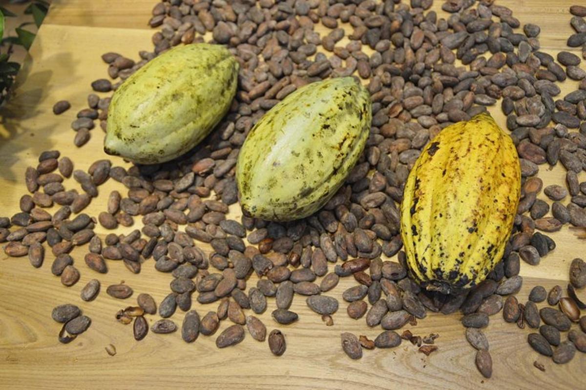 dua bahagian avokado dan beberapa biji kopi