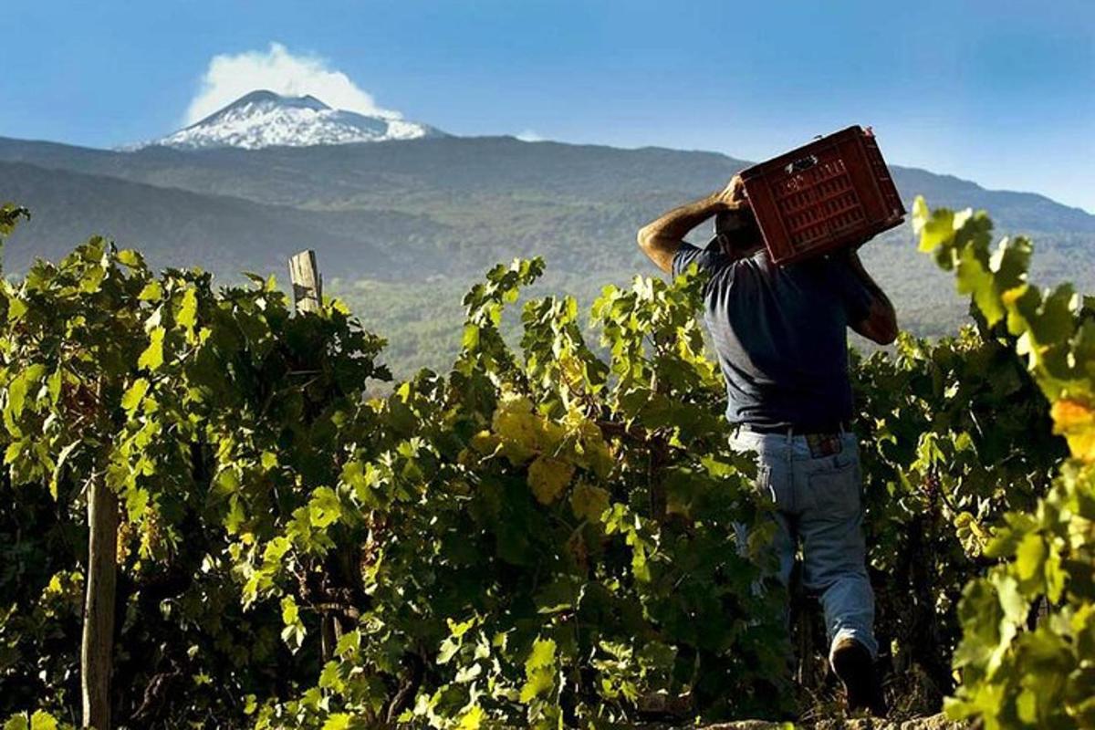 Un hombre que lleva una caja en la cabeza en un viñedo
