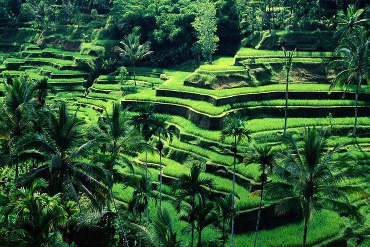 một cánh đồng xanh tươi với những cây cọ và bụi cây