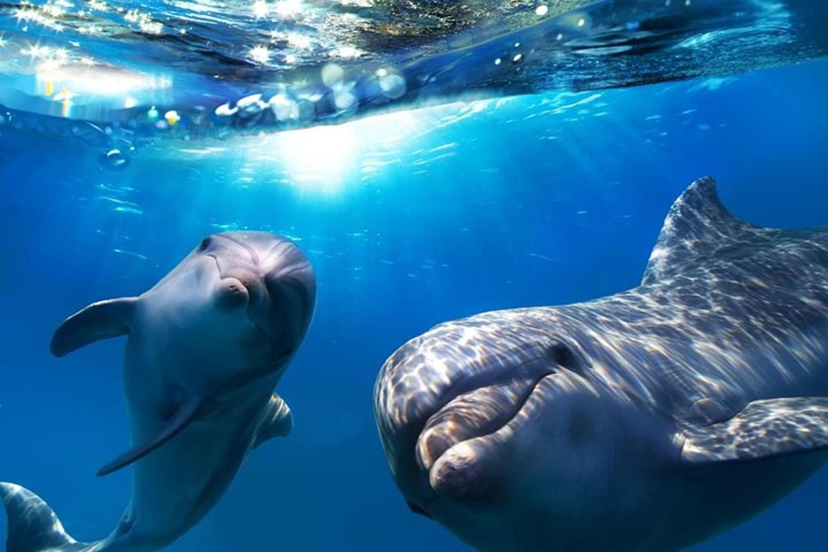 eine Schildkröte und ein Delphin schwimmen im Wasser