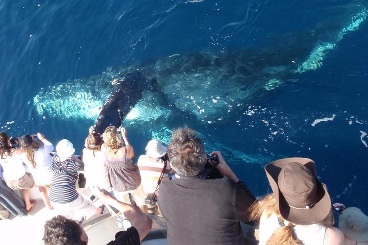 un gruppo di persone che scatta foto a uno squalo balena