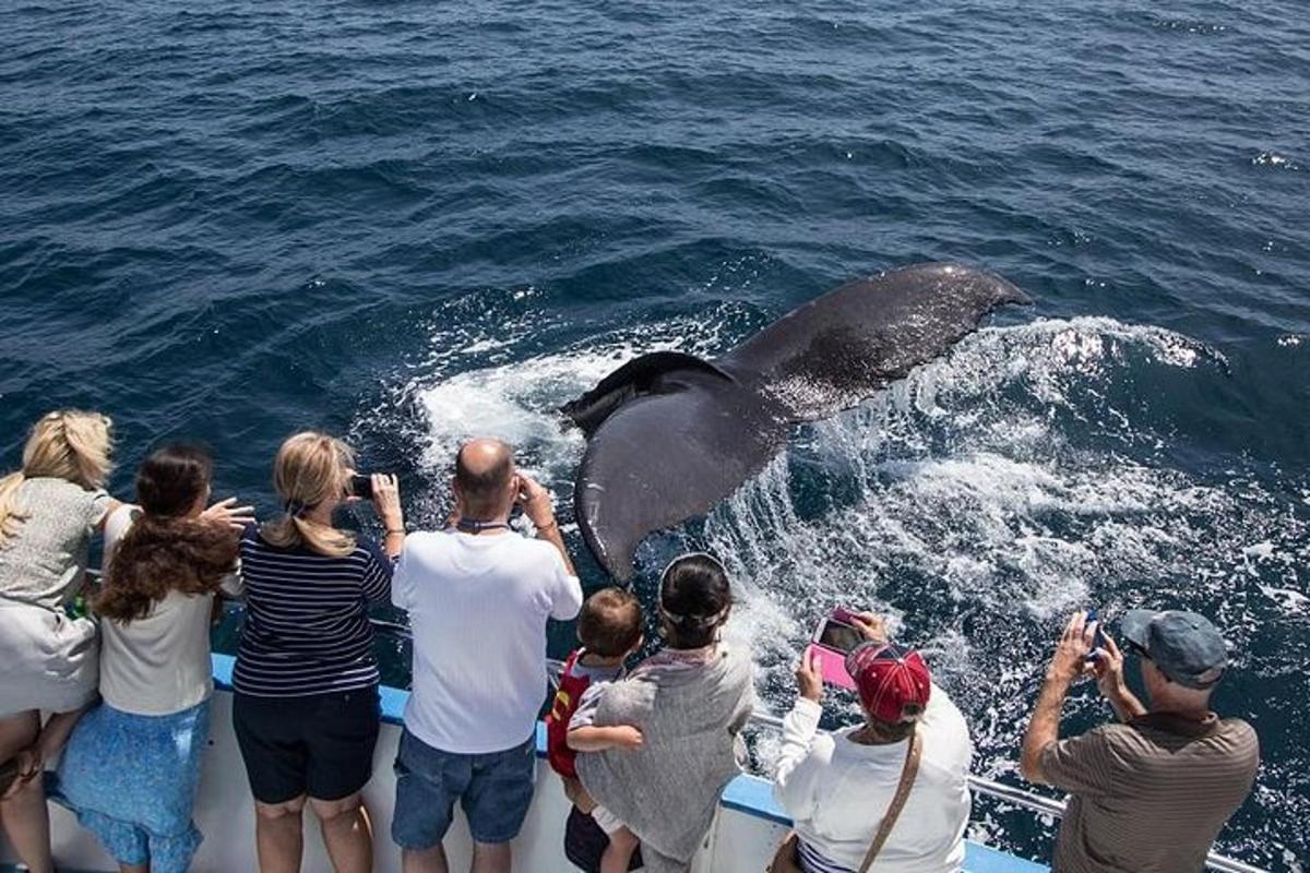 un gruppo di persone su una barca che osserva una balena