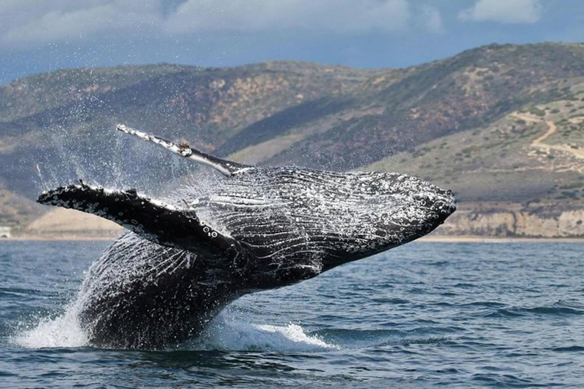 una megattera in acqua con la coda alzata