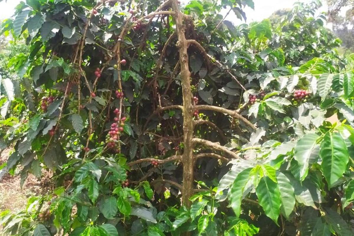 pokok dengan sekumpulan beri merah di atasnya