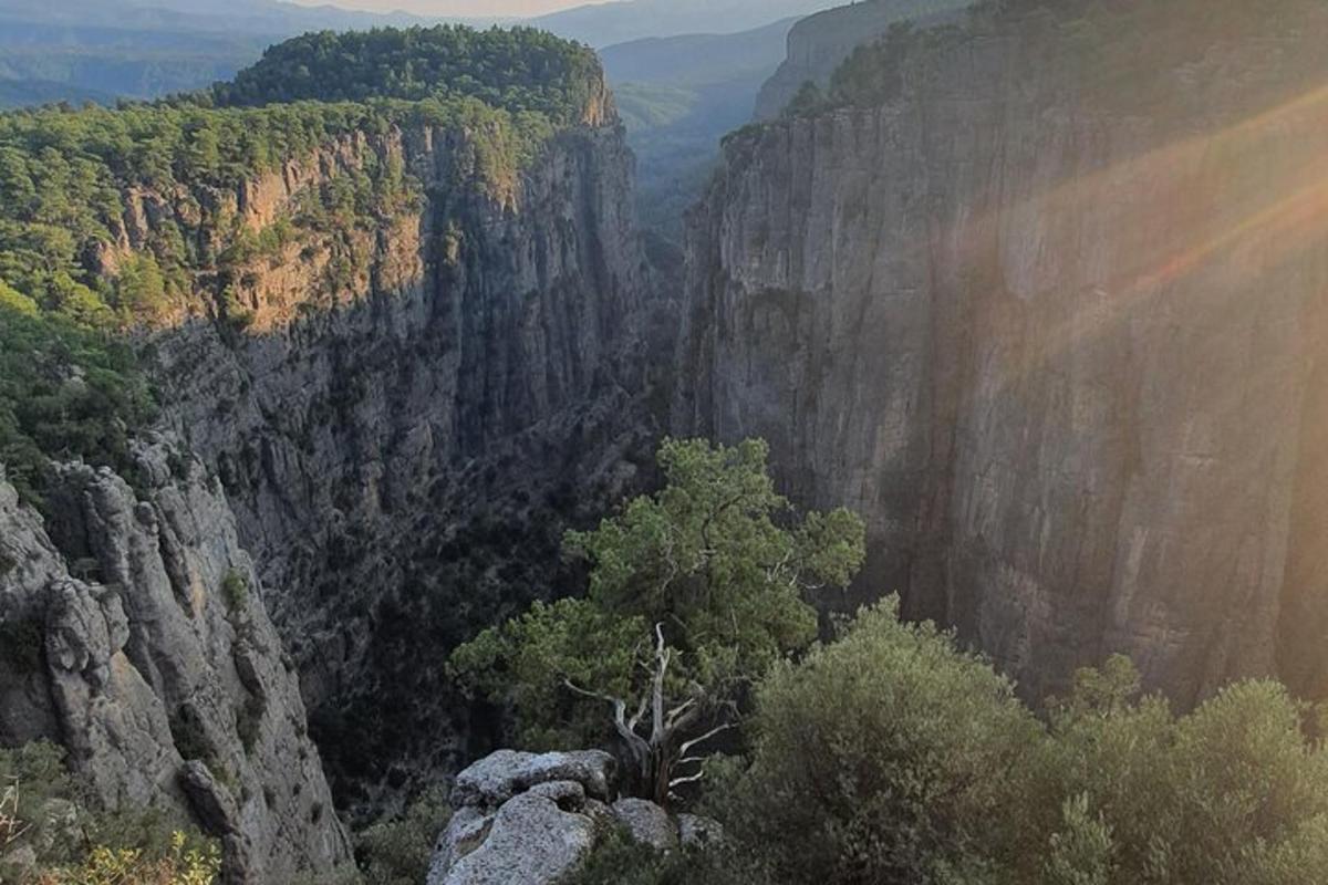 a canyon with a tree in the middle of it