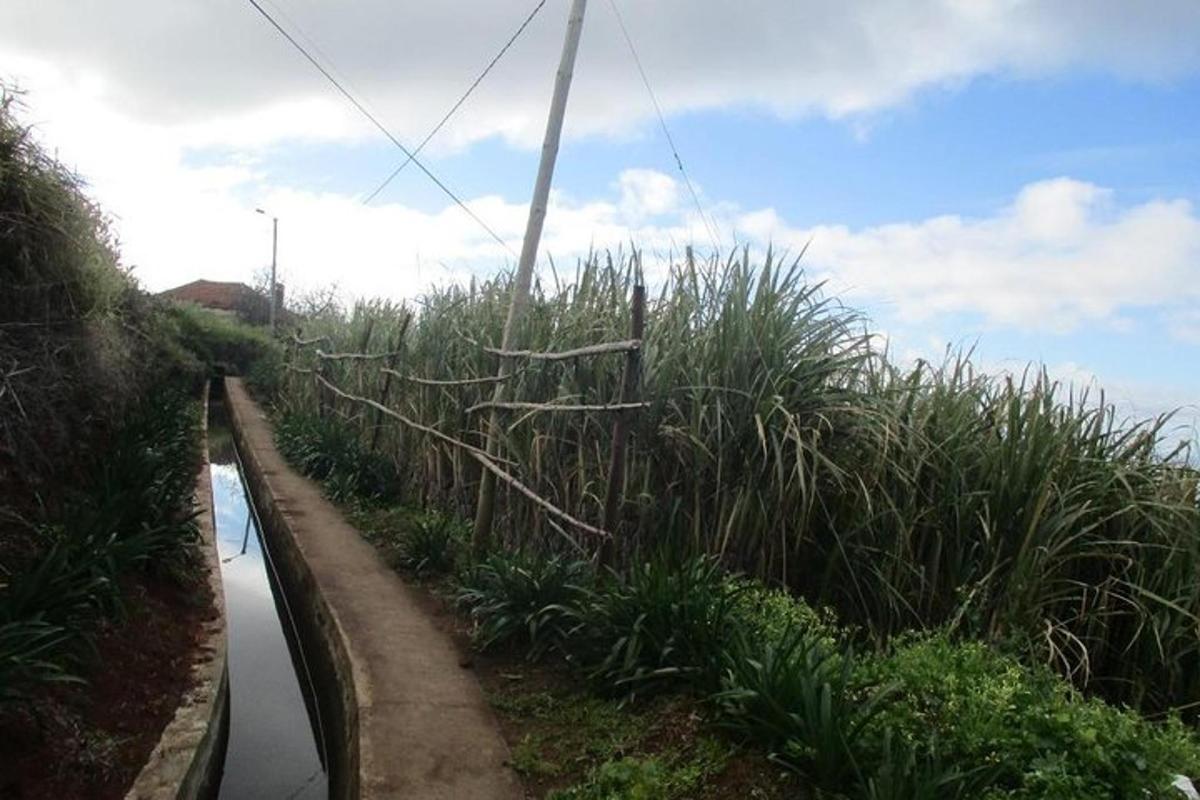 padang rumput tinggi di sebelah jalan