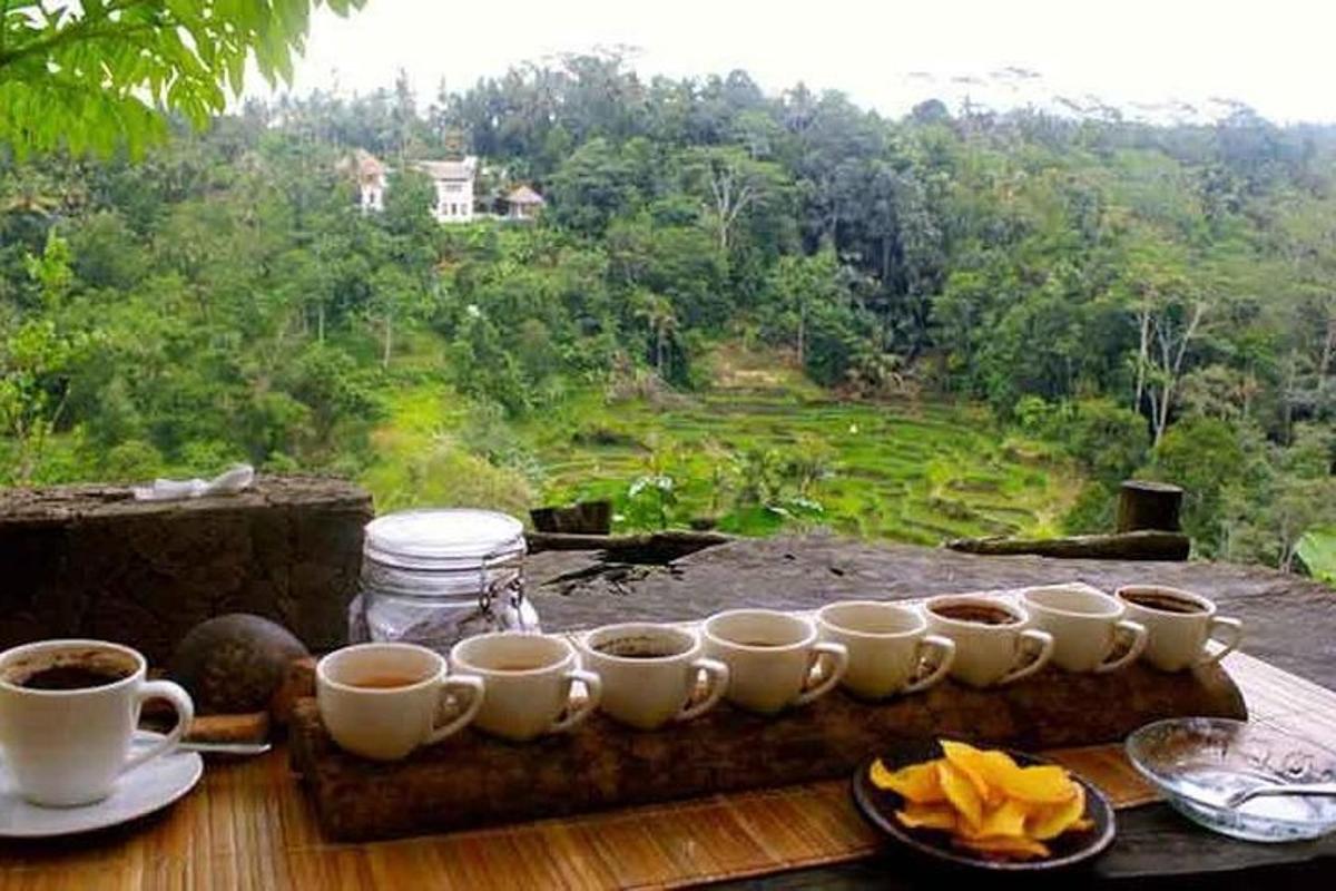 a tray of coffee cups on a table with a view