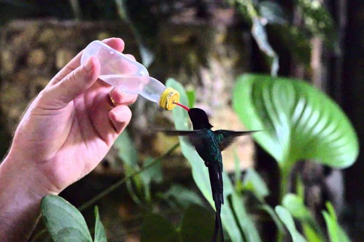 một người đang cho chim ăn từ một chai nhựa