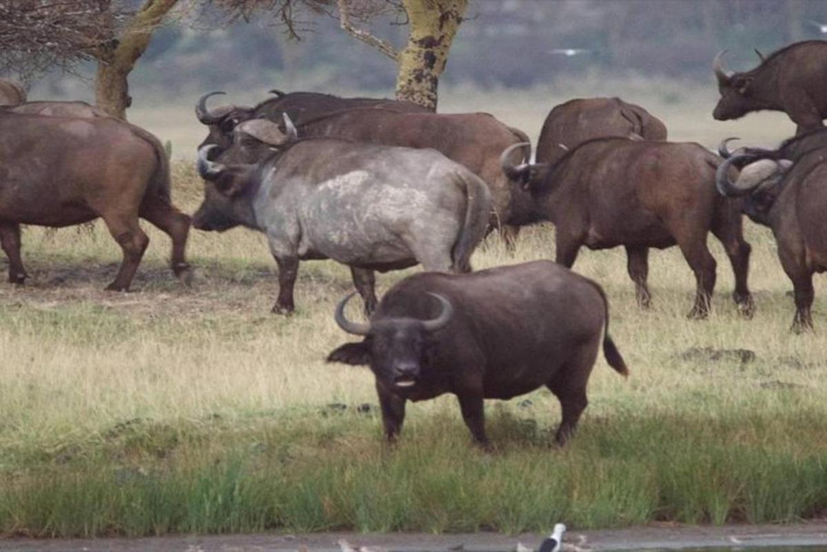 hjörð af buffalóum stendur á akri