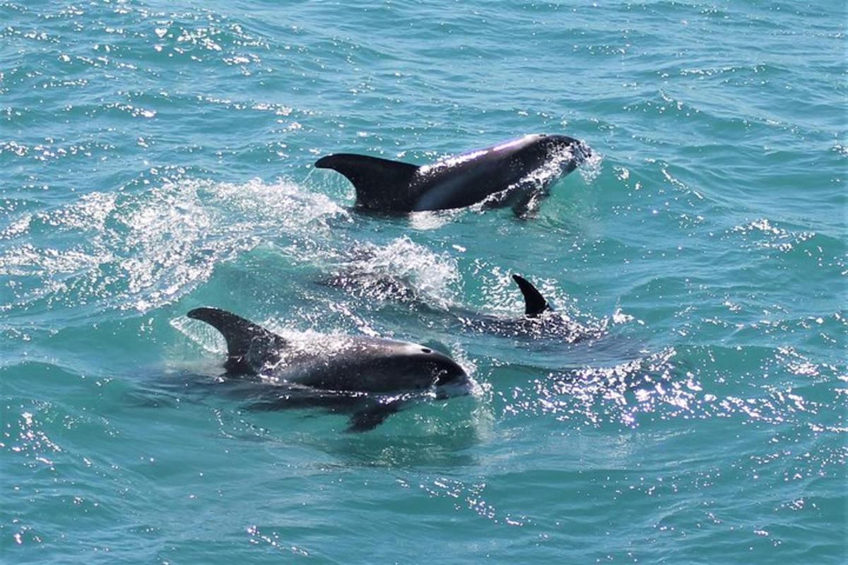 un grupo de delfines nadando en el agua