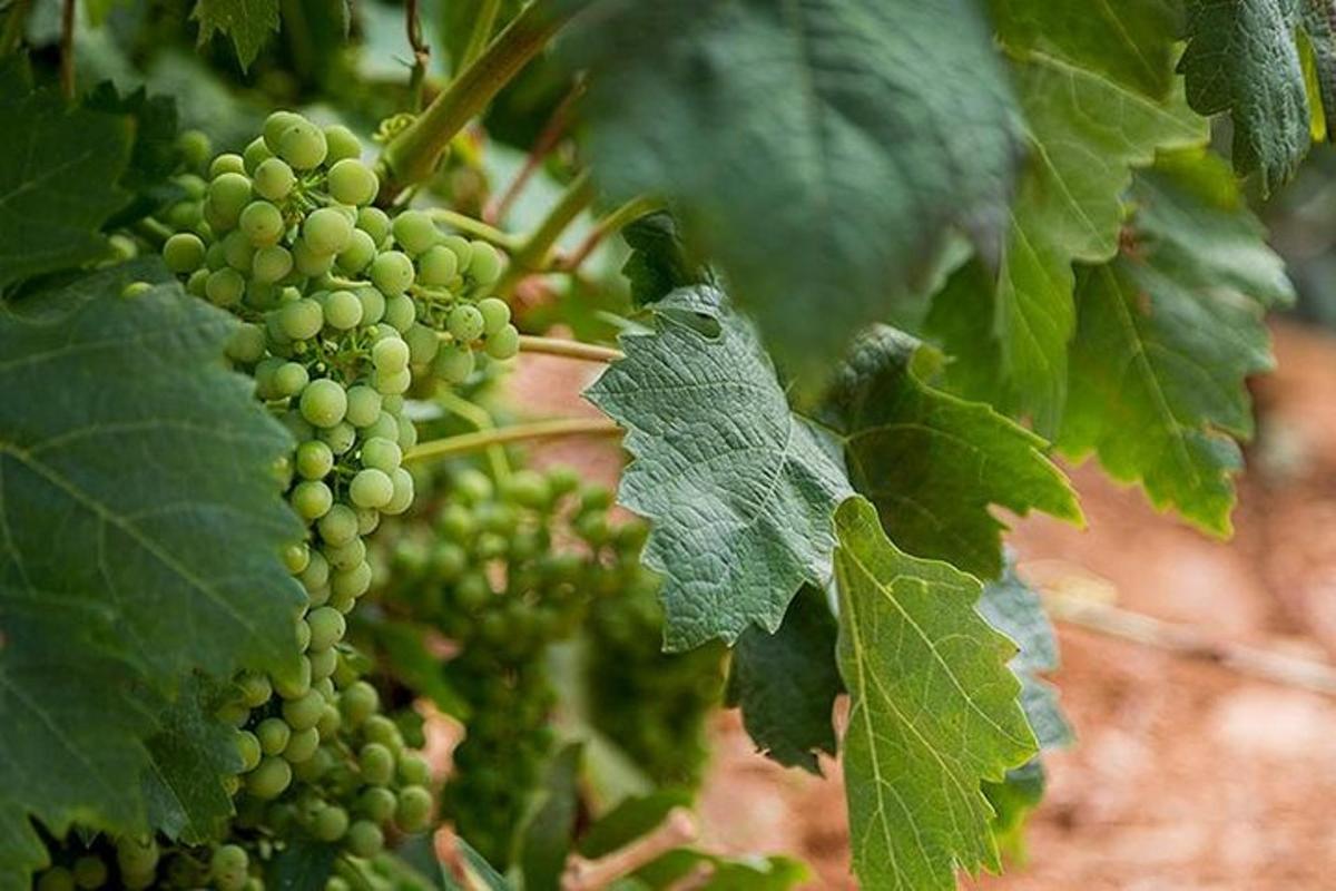 un raïm verd en un arbre