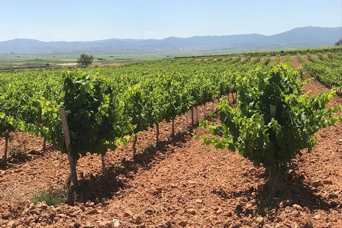 una filera de vinyes en un camp