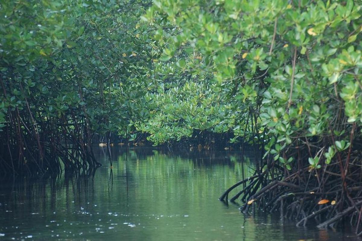 badan air dengan semak hijau dan pokok