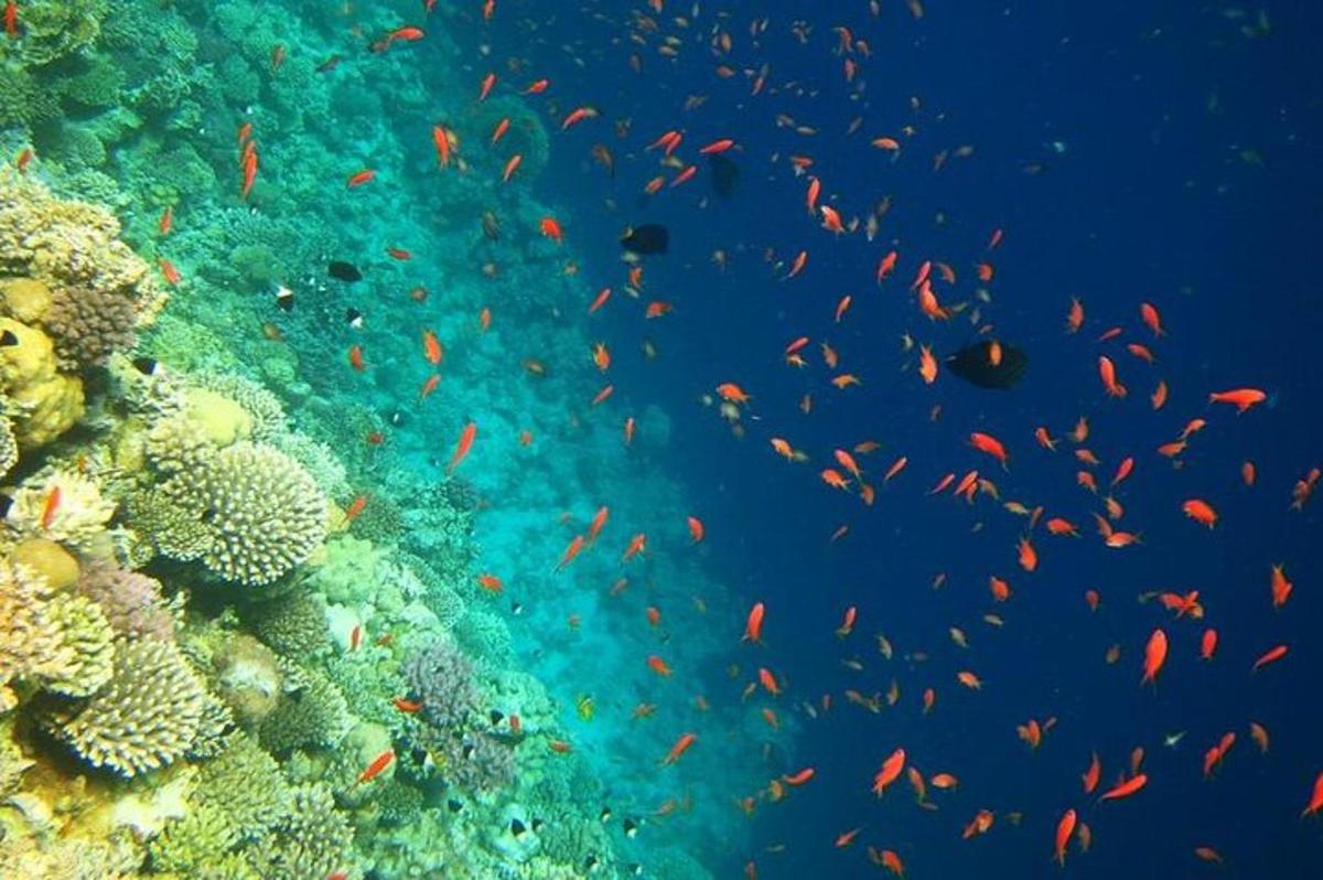 eine Gruppe von Fischen, die um ein Korallenriff schwimmen