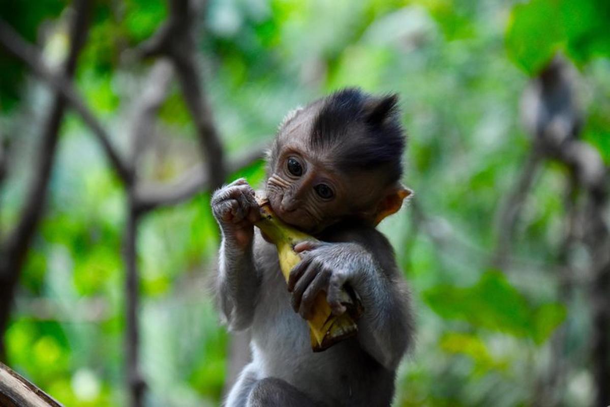 un petit singe tenant une banane dans sa bouche