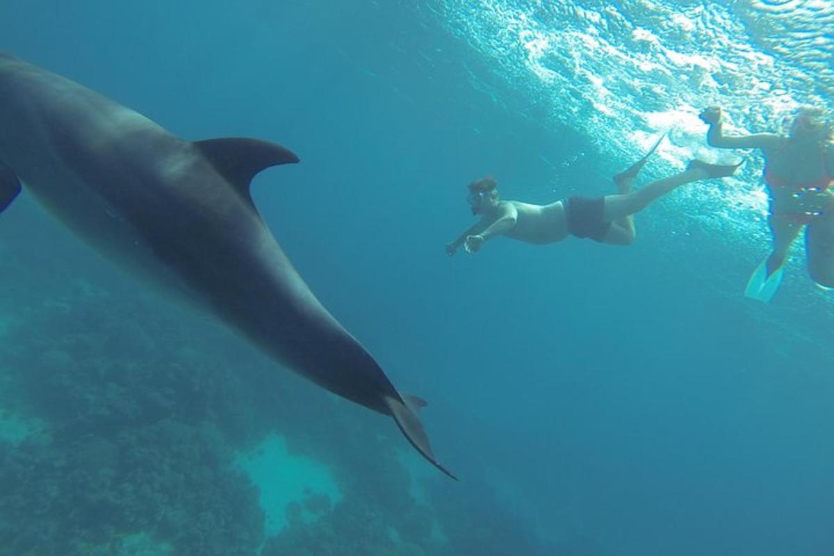 dues persones nedant a l'oceà al costat d'un dofí