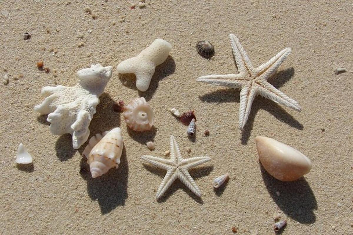 un gruppo di stelle marine e conchiglie sulla sabbia