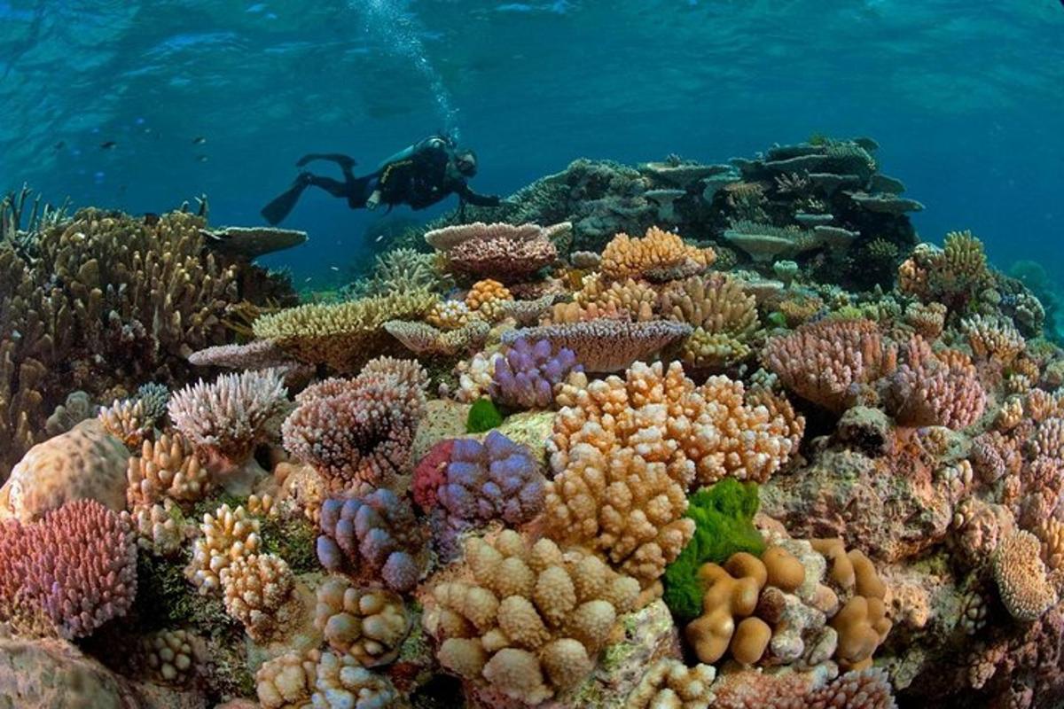 seorang lelaki sedang berenang di atas terumbu karang