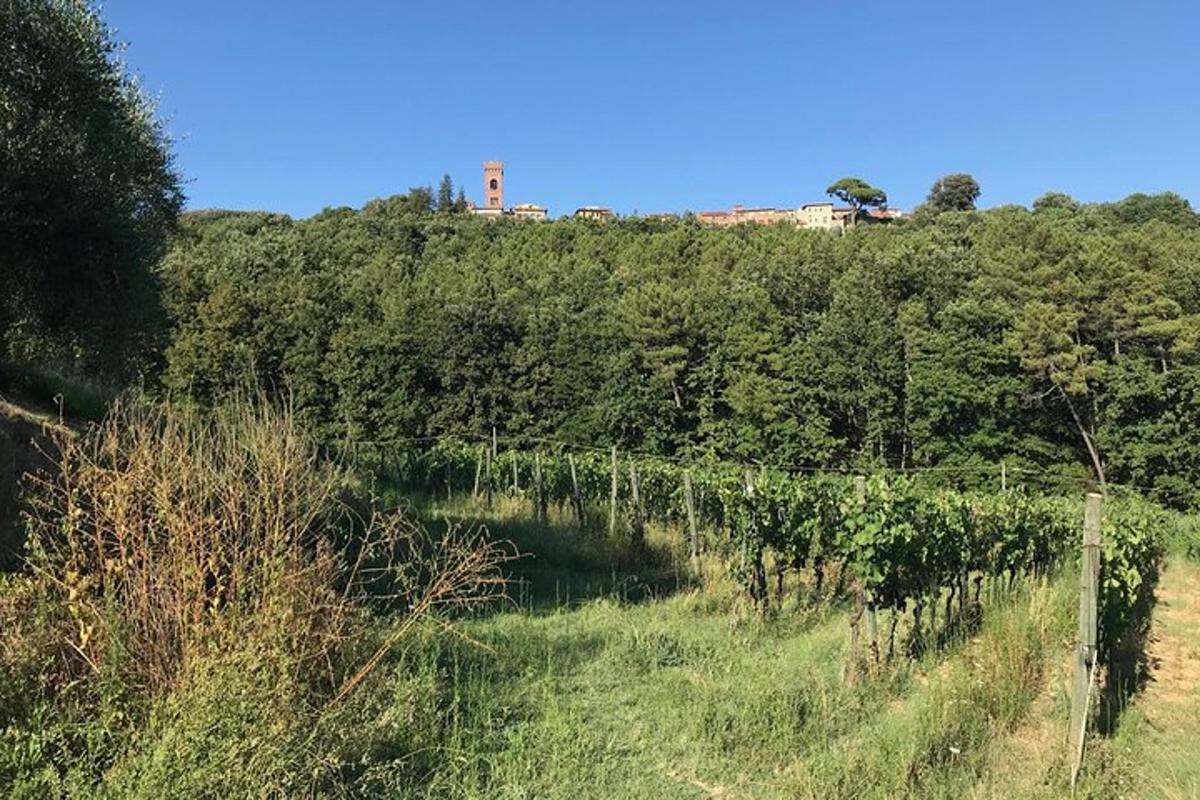 un viñedo con una casa en la cima de una colina