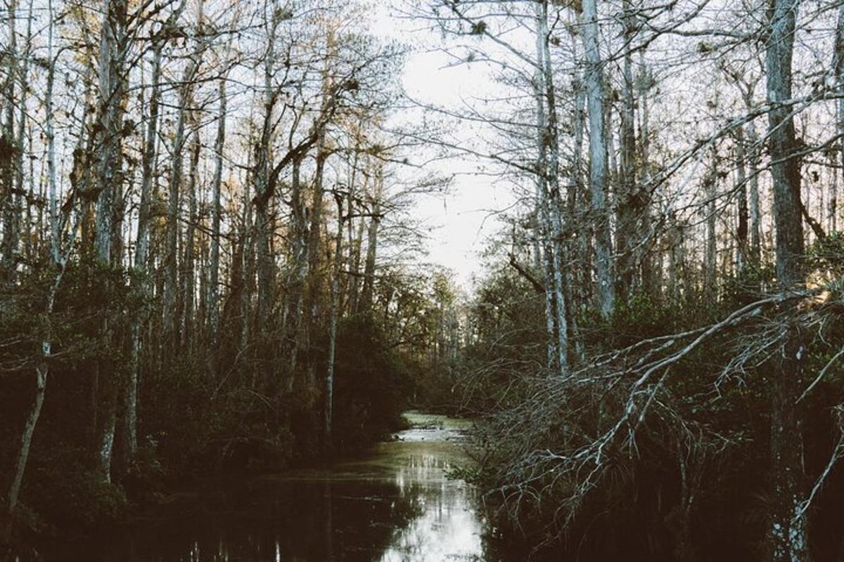 a small stream in a wooded area with trees