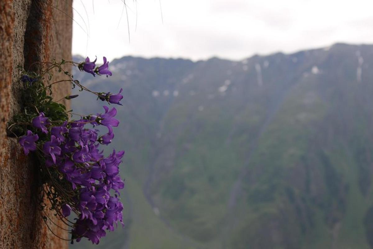 un mazzo di fiori viola sul lato di una finestra