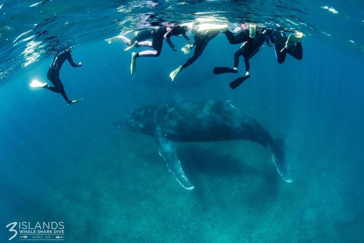 水中でクジラと一緒に泳ぐ人々のグループ