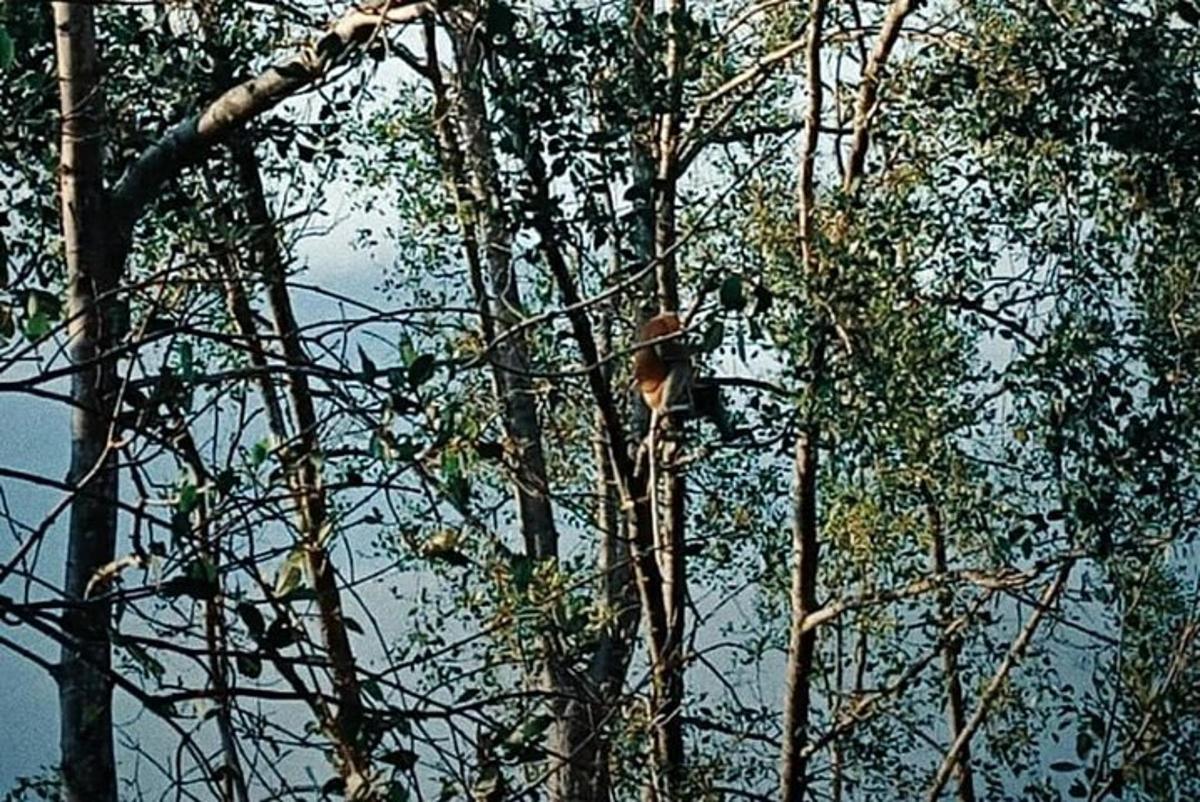 pták sedící na vrcholu stromu
