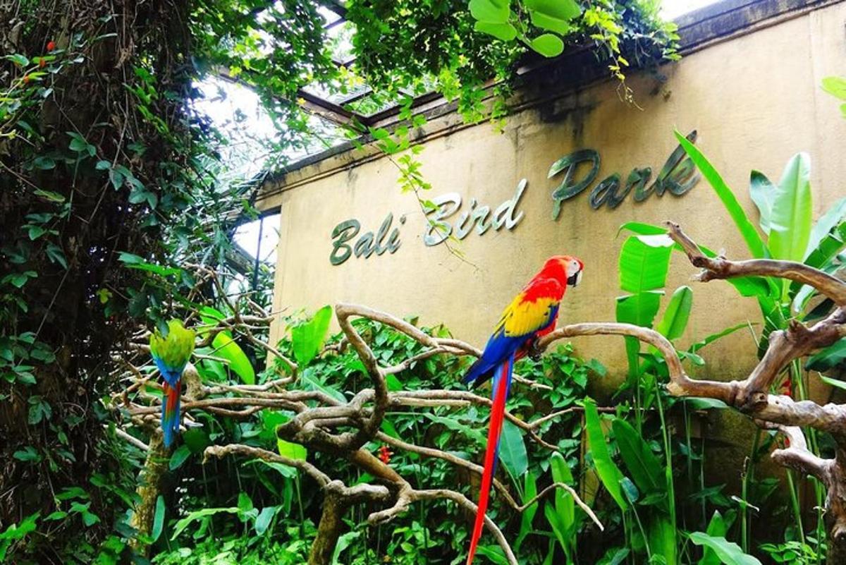 two colorful birds sitting on a tree branch