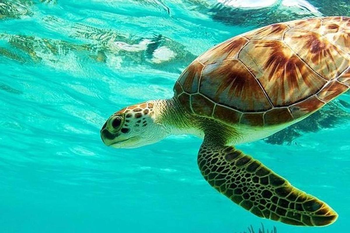 una tortuga marina verde nadando en el agua