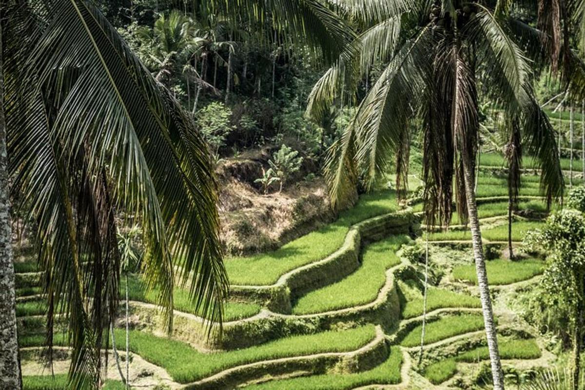 an aerial view of a lush green field with palm trees