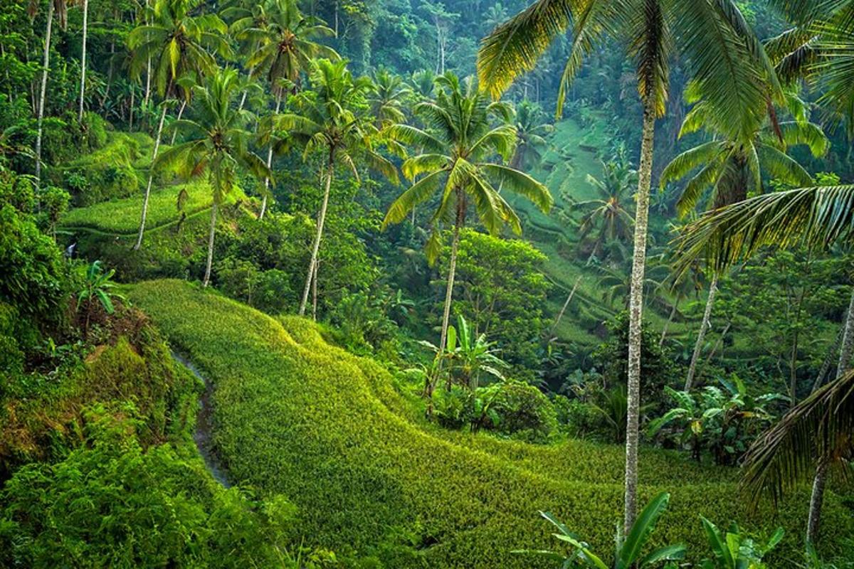 lereng bukit yang menghijau dengan pokok palma di dalam hutan
