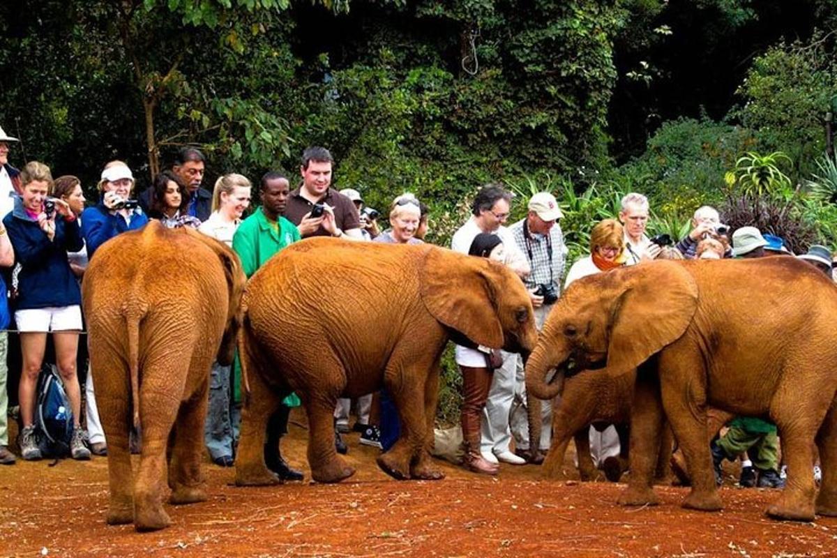 un gruppo di persone che guarda due cuccioli di elefante