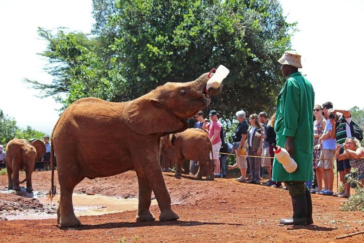 un bărbat care hrănește un pui de elefant din biberon