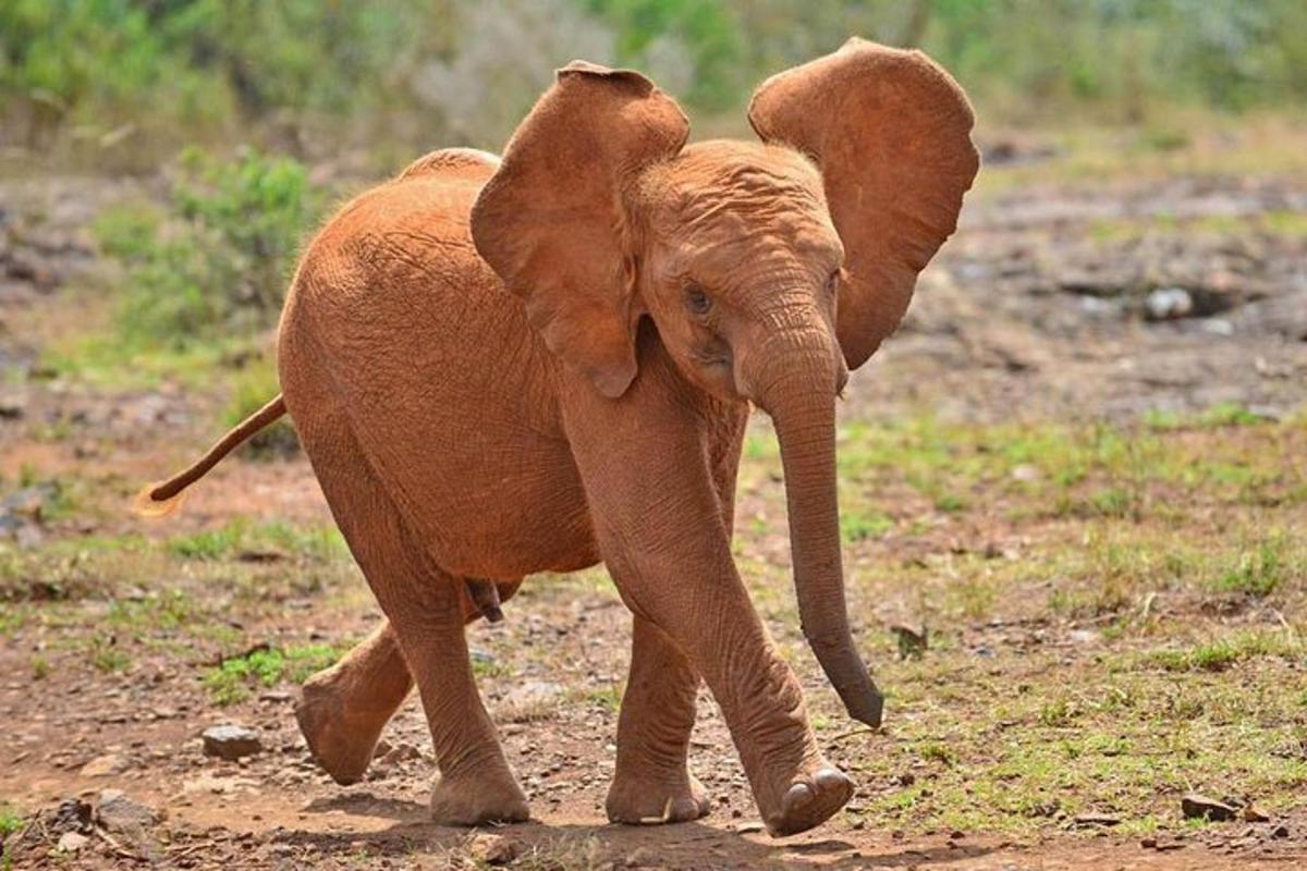un pui de elefant mergând pe un câmp de pământ
