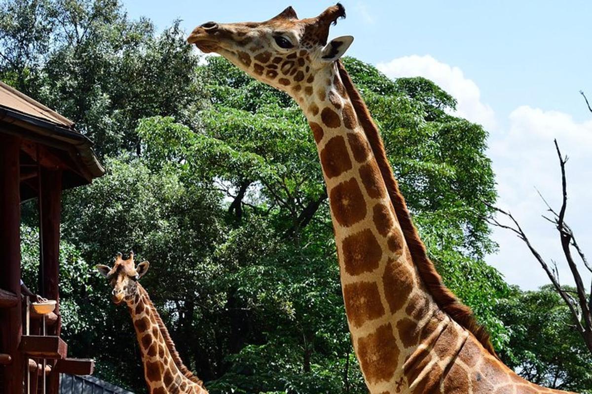two giraffes standing next to each other in front of trees