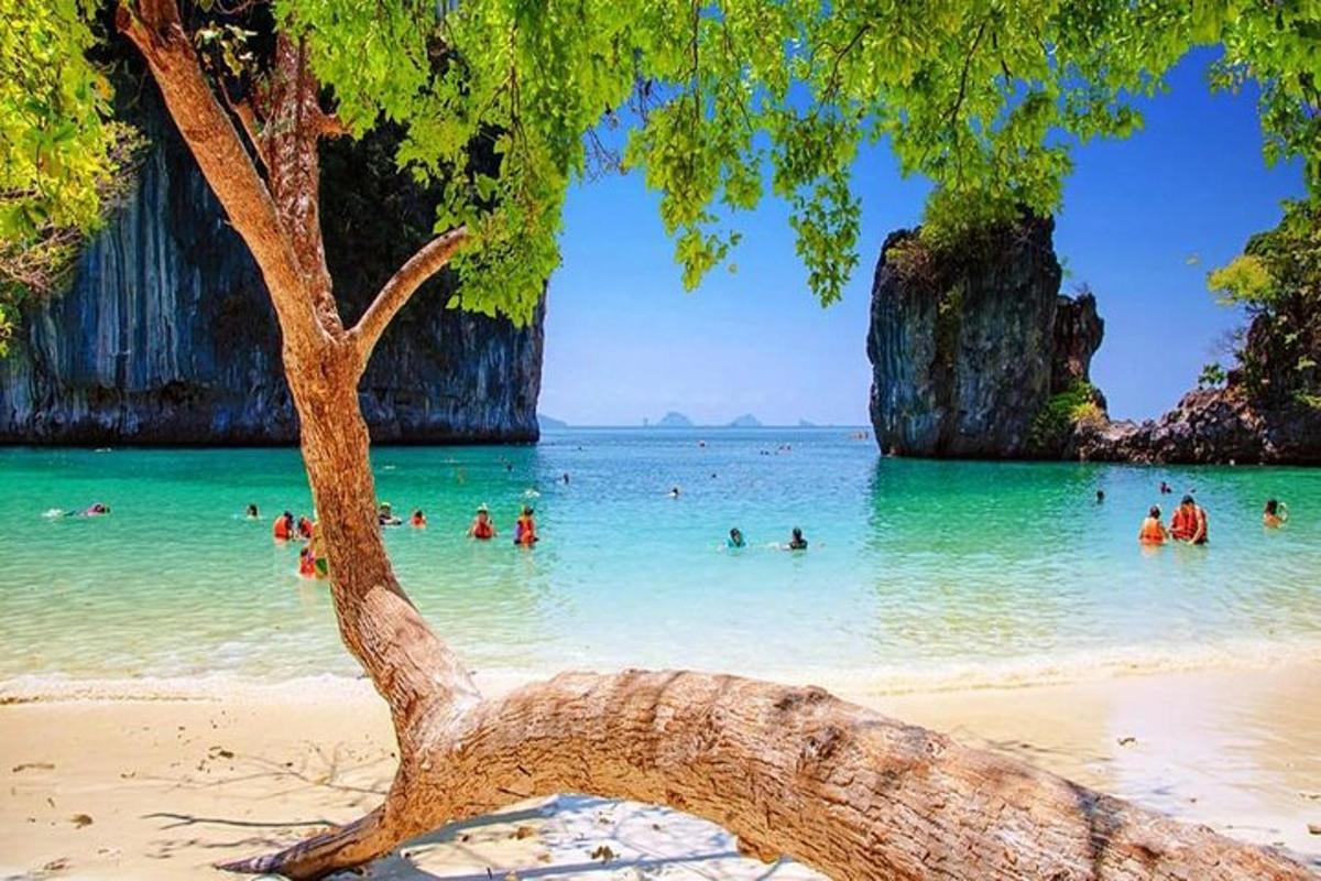 a tree on a beach with people in the water