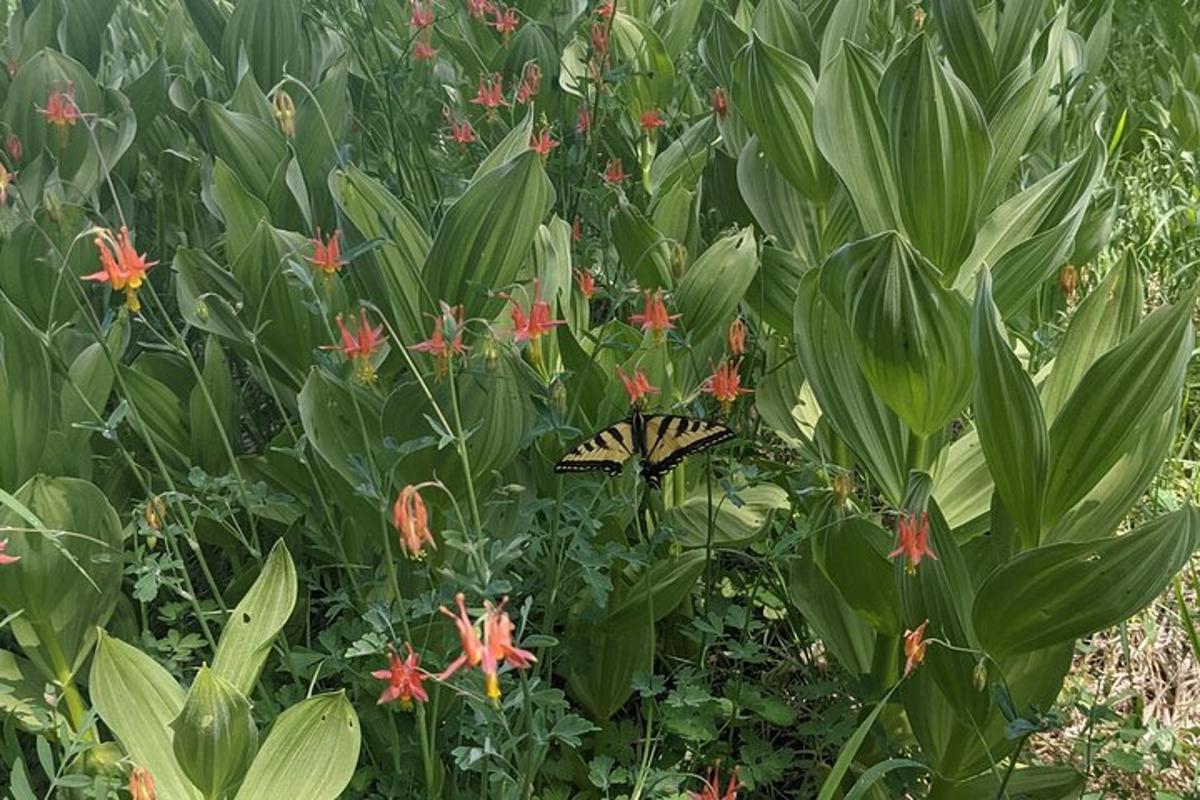 a butterfly sitting in a field of flowers