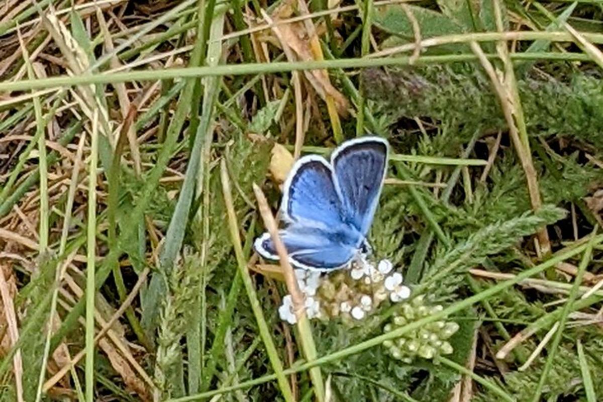 a blue butterfly sitting on a flower in the grass