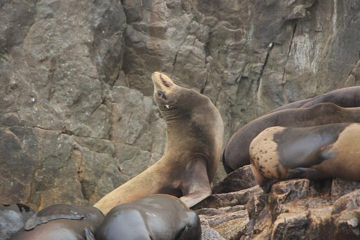 una foca in piedi sulle rocce con la testa rivolta verso l'alto