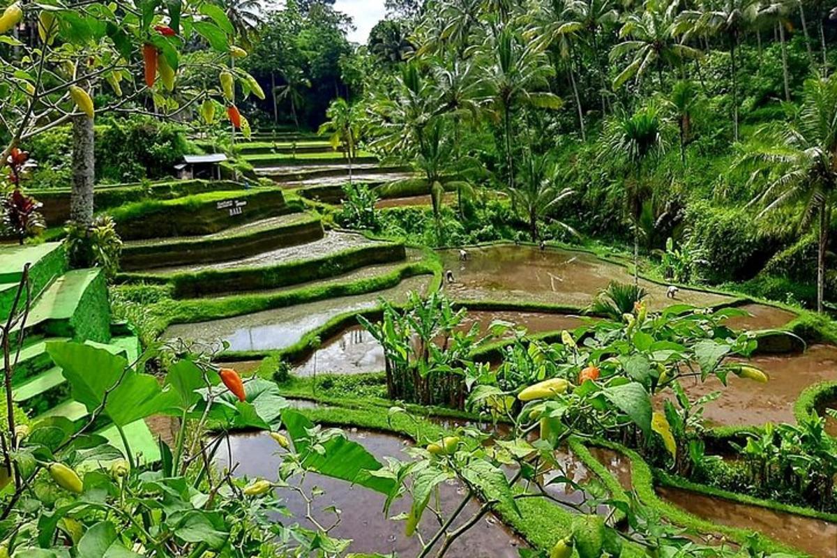 Un jardín con escalones y plantas cubiertos de musgo.