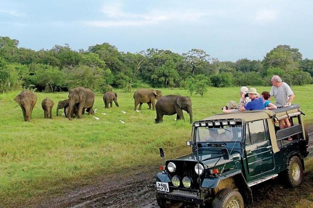 một nhóm người trên xe jeep đang nhìn một đàn voi