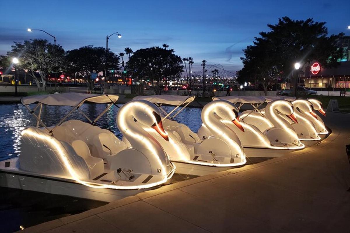 a row of swans are lined up in the water