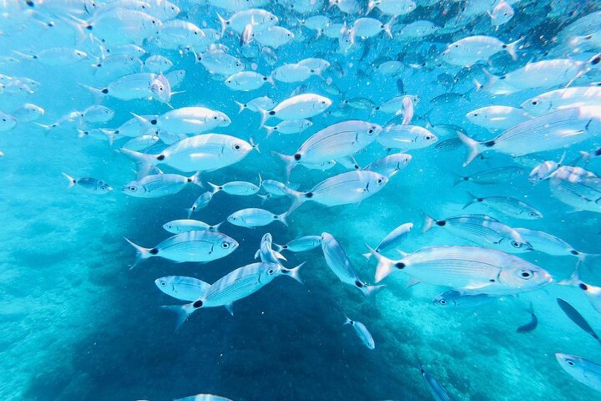 a large group of fish swimming in the ocean